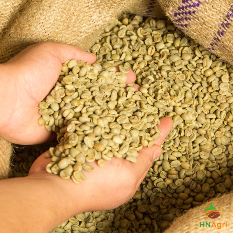 robusta-green-coffee-vc54-1