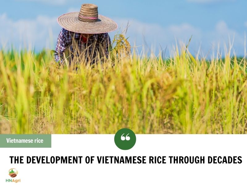 vietnamese-rice-market-great-potential-you-can-not-ignore-1