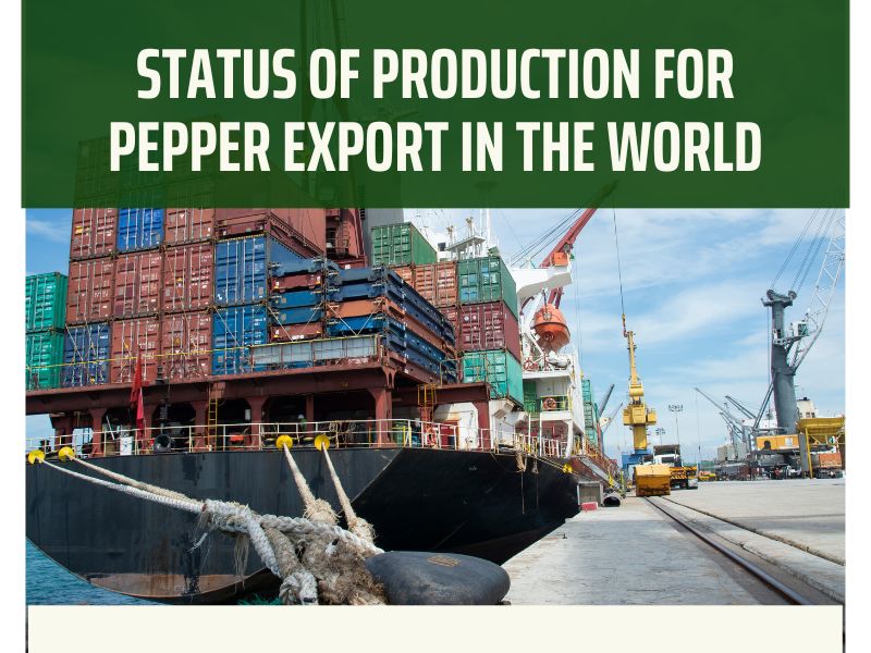 pepper-export-market-is-known-as-the-king-of-the-spices-world-3