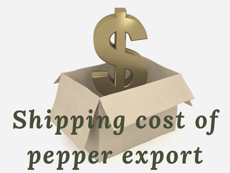 pepper-export-market-is-known-as-the-king-of-the-spices-world-9