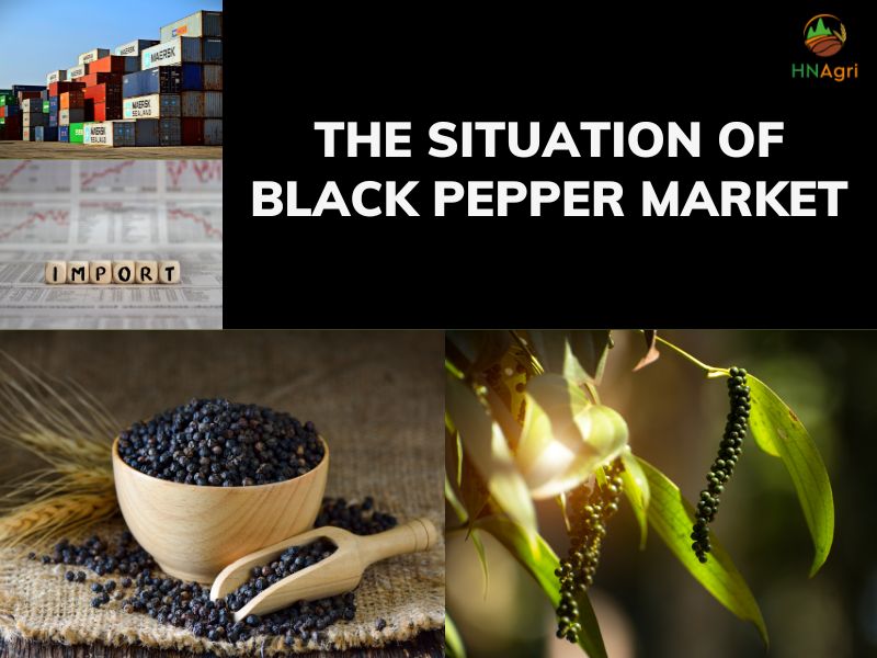 black-pepper-is-more-familiar-in-daily-life-than-you-notice 5