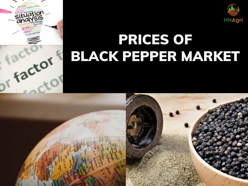black-pepper-is-more-familiar-in-daily-life-than-you-notice 6