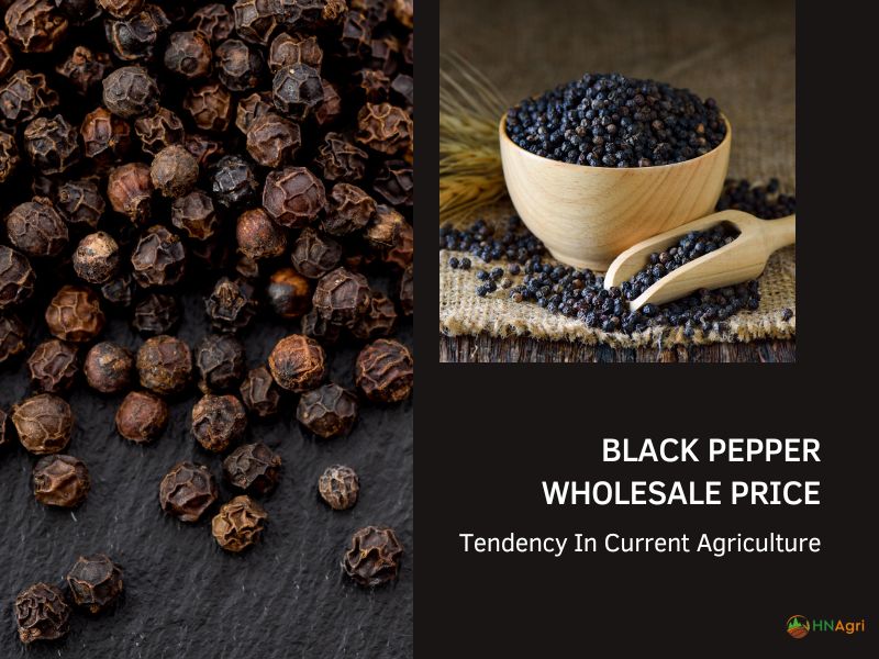 Black Pepper Wholesale Price Tendency In Current Agriculture