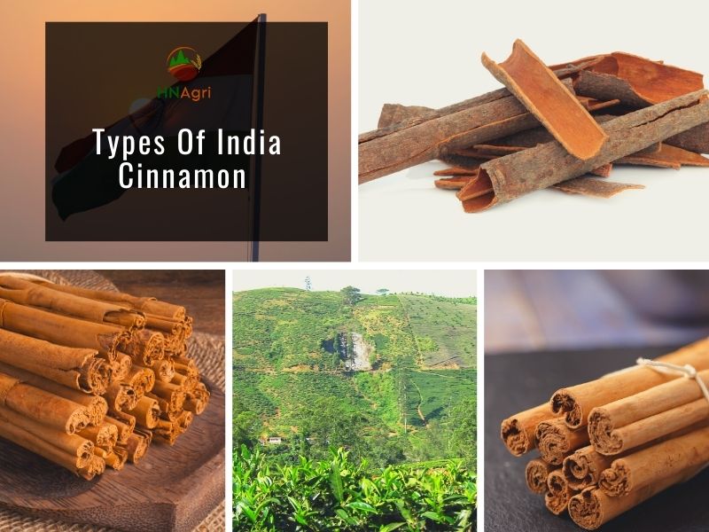 potential-indian-cinnamon-market-you-must-take-advantage-of-1