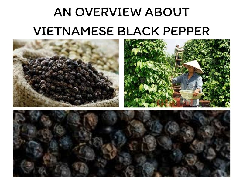 vietnamese-black-pepper-and-important-things-you-should-know-1