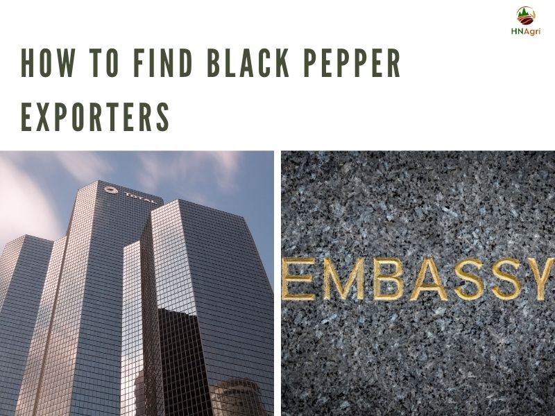 black-pepper-exporters-and-some-critical-details-you-must-know 8