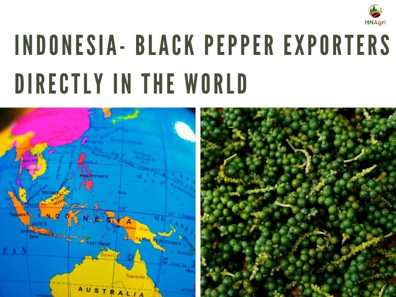 black-pepper-exporters-and-some-critical-details-you-must-know 4