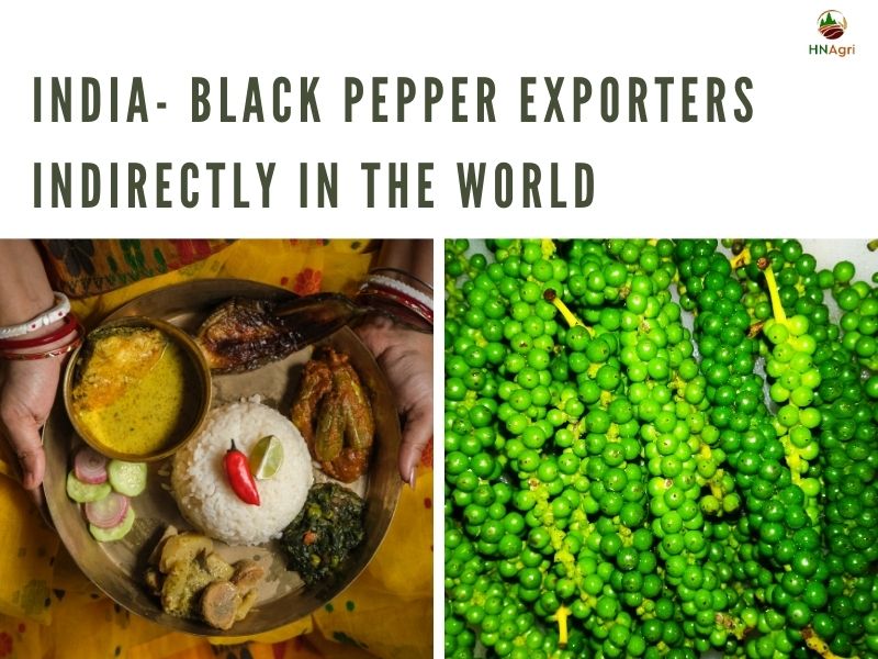 black-pepper-exporters-and-some-critical-details-you-must-know 6