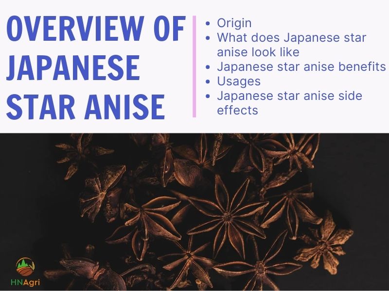 benefits-of-japanese-star-anise-to-the-importers/-1