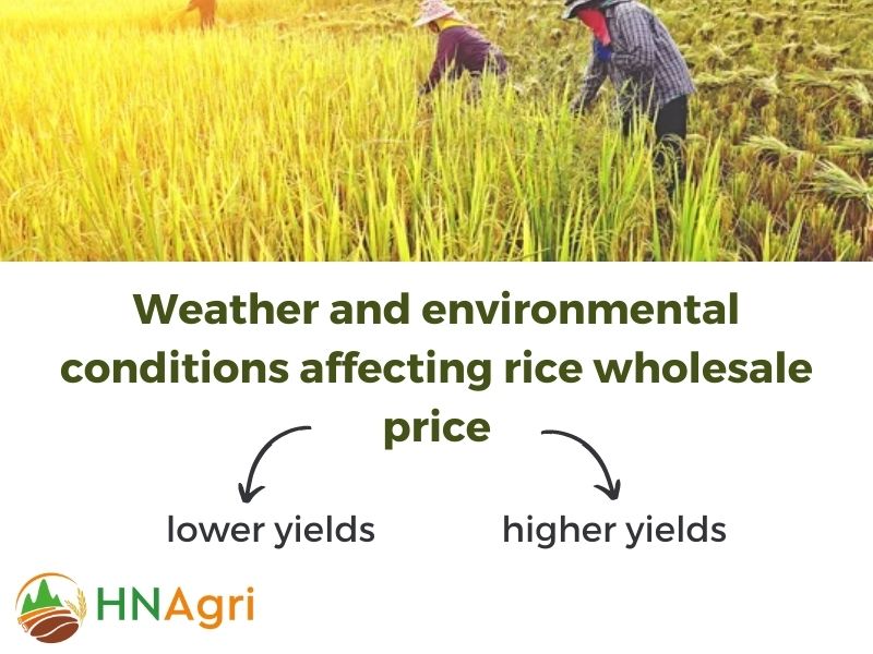 rice-wholesale-price-what-you-need-to-know-to-make-a-purchase-5